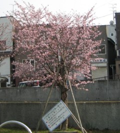 中央公園の桜がほぼ満開でした。看板が傾いているが気になります。