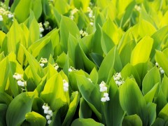 砂川市の花すずらん
