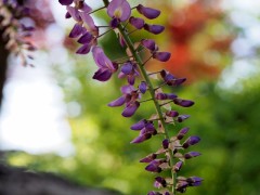 Ｈ２８北光公園藤