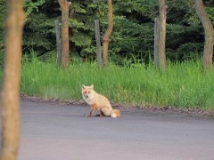 H28遊水池キツネ