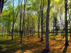 untitled_pregamma hokkou