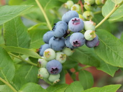 P7190002_1 - コピー